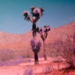 Jaden Smith Instagram -