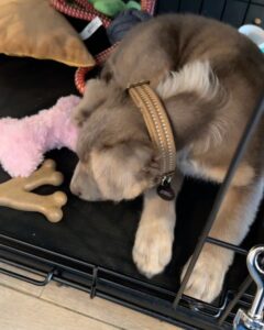 Jake Austin Walker Instagram - Move over Pedro, there’s a new daddy in town 🥹🐶 Meet ATLAS ❤️ 1,000x over thank you from the bottom of my heart to @thelabellefoundation for my new best friend. 10/10 service, care, and hospitality. Best early bday gift ever.