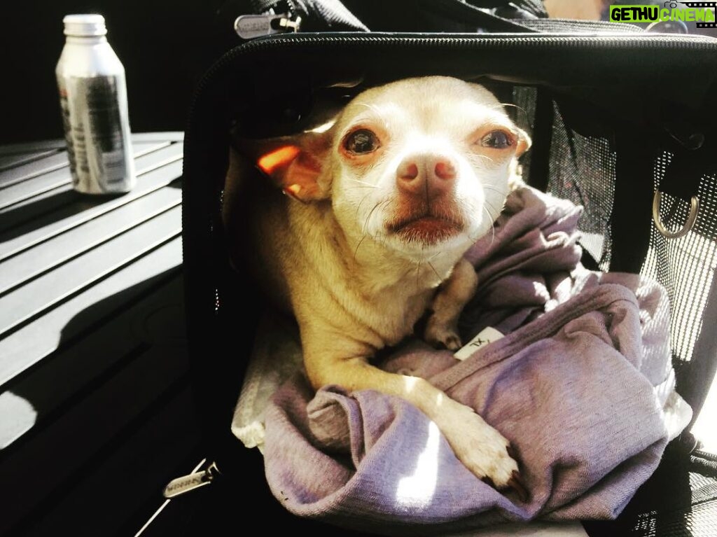 James Michael Tyler Instagram - #roofdog #hollywood #chilling #chillin