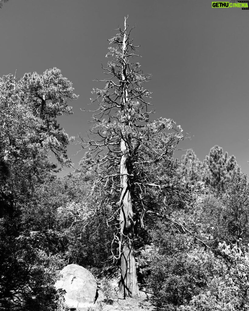 James Michael Tyler Instagram - Weekend getaway! #tree #mountains #photography San Bernardino National Forest