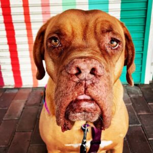 James Roday Rodriguez Instagram - Claude.
Photo Credit: Christine/Lucky Dog