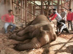 James Roday Rodriguez Instagram - Repost from @trunksupofficial
•
Happy Urgently Needs You 

We have received a desperate plea for help from the owner of Pamper A Pachyderm after she found Happy collapsed in her night shelter, in the early hours of this morning. 

Dr. Tom from Elephant Nature Park began treating her immediately but she is still unable to stand up. Muoy, the project owner has hired machinery to help lift Happy and stabilise her. 

After almost a year of no income Muoy is struggling to cover the costs of Happy’s treatment and hiring the equipment to help Happy stand up. 

If you can help in anyway, please donate here: 
spot.fund/PamperAPachyderm

#TrunksUp
#PamperAPachyderm