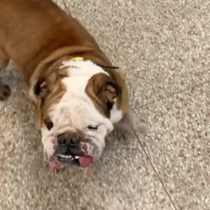 James Roday Rodriguez Instagram - Poor Antonio Flynn still needs a foster! 
He is stuck in boarding at the vet right now but he should be in a home getting foot soaks!
Antonio is just the sweetest, happy boy. He has been really neglected and deserves the best from now on! 
Where are all my Southern California Bulldog people at?!! 
Tag a bulldog loving celeb and ask them to spread the word!  Let’s get him into a home!
If interested in fostering, please fill out the app on our website. Link in bio!! @roadogs