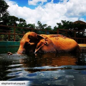 James Roday Rodriguez Instagram - So deeply grateful that @christinasmoses and I were blessed with the opportunity to meet this beautiful lady who had known so much pain and suffering at the hands of humans but still had room in her heart for love and forgiveness. Thank you, Professor Yai Bua. Rest peacefully.

Here's the message from @elephantnaturepark founder, Lek Chailert:

To dear friends and supporters,
With heavy heart, I bring the sad news of our beloved Yai Bua having passed away. Yesterday she still enjoyed her swimming pool, eating well, and walking around her shelter. The mahout contacted us last night to report that Yai Bua had lain down, and we told him to let her sleep . For a long time now, when Yai Bua lays down, it is difficult for her to stand up by herself. So, as with many old elephants, they are fearful to lay down. That she lay down is good, and a chance for her to rest. We didn't expect it to be her final rest. This morning we discovered that she passed away peacefully while she slept. I will write more about her later as I am now not at the Park. It is hard for me to have lost her without saying goodbye. We loved her dearly, and have learned so much from her. To have known YaiBua is to be enriched with courage, tenacity and an indomitable spirit.
R.I P our beautiful lady .
You are a true legend .

#ElephantNaurePark #ENP #TheHerd #asianelephant #ElephantSanctuary #elephantsanctuarychiangmai #elephantrescued #thaielephant #saveelephants #bekindtoelephants #animallovers #animal #ChiangMai #Thailand