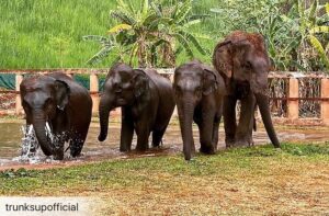 James Roday Rodriguez Instagram - Updates from @lek_chailert who is saving the elephant population in Thailand one life, sometimes four, at a time :
.
Four young elephants who have been displaced from their former work are moving temporarily to our project called Elephant Highlands to live with us there.

We were hoping to bring them to the Park but were not given permission due to lockdown. They will enjoy the beauty and freedom of Highlands for now.

These elephants came from a camp where their work was in performing. We will give them the best situation as as we can at this time. ❤️🐘🙏🏽