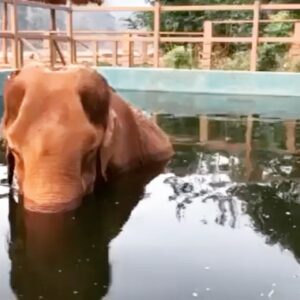 James Roday Rodriguez Instagram - Yai Bua does not walk around much these days. Her legs are weak, but her stubborn determination shuffles her further along into her platinum years.

Today she walked down into her private pool and had a nap. To be in water helps her old bones, and she can relax from her body aches, as the sun passes through the sky and the birds dance about her in that quiet area of the Park.

Yai Bua has survived so much in her life, and she teaches us about dogged perseverance and the enjoyment of the simplest things in life. She is one of the oldest great grand elephants, and we love her dearly . 
#elephantnaturepark #elephantlovers #elephants #animallovers