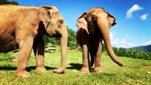 James Roday Rodriguez Instagram - We are overwhelmed with gratitude to announce that we reached our MATCH goal of $45,000 in less than 48 hours !! But there is other great news to share! 
Darrick Thomson, of Save Elephant Foundation, has informed us that his parents will offer $55,000 CAD ($38,000 USD) to Match. And Amber Rivera, a repeat ENP volunteer, has also offered $7,500 to be matched.

That totals an ADDITIONAL $45,500 TO BE MATCHED in support of Elephant Nature Park.

Lek has been reaching out to help neighboring elephant camps in Thailand who have felt the impact of COVID-19. Due to the absence of tourism, approximately 1000 elephants are now without work, and facing the potential of starvation. 
She will help provide food to as many hungry elephants throughout Thailand as possible. 
The need has never been more crucial to the lives of Thailand’s elephants. 
Let’s continue to help Lek, so she can help others. Spot.fund/trunksup
.
.
.
.
.
#asianelephants #savethem #thailand #endangeredspecies #animalrights #thailand #elephantnaturepark