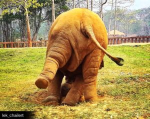 James Roday Rodriguez Instagram - This is the ass of Navann. Let it brighten you. @elephantnaturepark