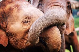 James Roday Rodriguez Instagram - WE BELIEVE IN THE RANDOM ACT OF KINDNESS! 
Trunks Up donors, Tom & Jan Crews, whose lives have been touched by the profound impact of Elephant Nature Park, have very generously offered our 2nd “MATCH” opportunity to help support the place so dear to our hearts in this time of need! 
The Crews Family will match all donations up to $25,000 over the next 5 days to help reach our goal of $100,000.

To support us today, donate via link in bio. 
This means they will turn your $5 into $10, your $25 into $50, and your $100 into $200!

So many of you who have shown support to our emergency fundraiser, and we THANK YOU! 
Sadly, the coronavirus continues to decimate Elephant Nature Park's income. 
Visitors are down over 60% and significant cancellations are reaching into the foreseeable future. 
You can make the difference! 
THANK YOU! 📸 @lesleyfisher 
#SaveElephantFoundation
#ElephantNaturePark
#TrunksUp #Donate #CoronaVirus #SupportUs #AsianElephant #ElephantRescue