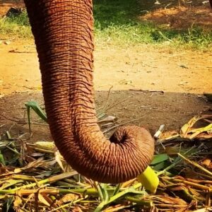 James Roday Rodriguez Instagram - So deeply grateful that @christinasmoses and I were blessed with the opportunity to meet this beautiful lady who had known so much pain and suffering at the hands of humans but still had room in her heart for love and forgiveness. Thank you, Professor Yai Bua. Rest peacefully.

Here's the message from @elephantnaturepark founder, Lek Chailert:

To dear friends and supporters,
With heavy heart, I bring the sad news of our beloved Yai Bua having passed away. Yesterday she still enjoyed her swimming pool, eating well, and walking around her shelter. The mahout contacted us last night to report that Yai Bua had lain down, and we told him to let her sleep . For a long time now, when Yai Bua lays down, it is difficult for her to stand up by herself. So, as with many old elephants, they are fearful to lay down. That she lay down is good, and a chance for her to rest. We didn't expect it to be her final rest. This morning we discovered that she passed away peacefully while she slept. I will write more about her later as I am now not at the Park. It is hard for me to have lost her without saying goodbye. We loved her dearly, and have learned so much from her. To have known YaiBua is to be enriched with courage, tenacity and an indomitable spirit.
R.I P our beautiful lady .
You are a true legend .

#ElephantNaurePark #ENP #TheHerd #asianelephant #ElephantSanctuary #elephantsanctuarychiangmai #elephantrescued #thaielephant #saveelephants #bekindtoelephants #animallovers #animal #ChiangMai #Thailand