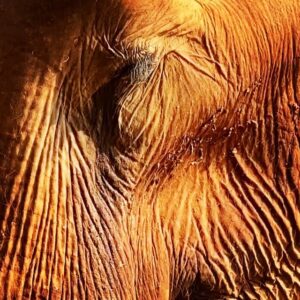 James Roday Rodriguez Instagram - So deeply grateful that @christinasmoses and I were blessed with the opportunity to meet this beautiful lady who had known so much pain and suffering at the hands of humans but still had room in her heart for love and forgiveness. Thank you, Professor Yai Bua. Rest peacefully.

Here's the message from @elephantnaturepark founder, Lek Chailert:

To dear friends and supporters,
With heavy heart, I bring the sad news of our beloved Yai Bua having passed away. Yesterday she still enjoyed her swimming pool, eating well, and walking around her shelter. The mahout contacted us last night to report that Yai Bua had lain down, and we told him to let her sleep . For a long time now, when Yai Bua lays down, it is difficult for her to stand up by herself. So, as with many old elephants, they are fearful to lay down. That she lay down is good, and a chance for her to rest. We didn't expect it to be her final rest. This morning we discovered that she passed away peacefully while she slept. I will write more about her later as I am now not at the Park. It is hard for me to have lost her without saying goodbye. We loved her dearly, and have learned so much from her. To have known YaiBua is to be enriched with courage, tenacity and an indomitable spirit.
R.I P our beautiful lady .
You are a true legend .

#ElephantNaurePark #ENP #TheHerd #asianelephant #ElephantSanctuary #elephantsanctuarychiangmai #elephantrescued #thaielephant #saveelephants #bekindtoelephants #animallovers #animal #ChiangMai #Thailand