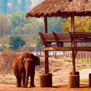 James Roday Rodriguez Instagram - As I reflect on the week I have just spent at @elephantnaturepark, I am reminded of things I thought I knew but didn't, thought I'd do but shouldn't and ultimately that it's possible to adore these majestic miracle beasts even more than I already did. My pal and costar @christinasmoses and I have started the account @elephantruths to help educate and spread word about the grave realities facing both African and Asian elephants. You will see facts and figures that will startle and sadden you. But you will also see stories of rescue and rehabilitation that will inspire and give you hope. There is only one @lek_chailert -- the founder of this park and woman who has dedicated her life to giving a voice to the voiceless. But there are millions and millions of us who are capable of helping if we just know how to do it. There is great power in your hand right now. We can educate through social media. ❤️🐘❤️ And possibly emojis.