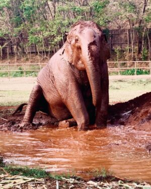 James Roday Rodriguez Instagram - Calgon take me away.
@elephantnaturepark #rescue #rehabilitate #educate #inspire