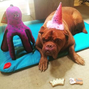 James Roday Rodriguez Instagram - Material world a pleasant memory, this space walrus is now riding comets -- jowels flapping in zero gravity. Happy 13, Franc. Papa loves you.
