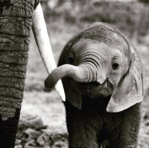 James Roday Rodriguez Instagram - Happy World Elephant Day. Our planet's biggest lovers. ❤️worldelephantday.org