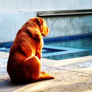 James Roday Rodriguez Instagram - Good evening. As we mentioned in our remembrance to our precious space walrus, we have set up a fund in his name with @roadogs to both celebrate his memory and support the cause that brought him into our lives. Thank you all again for the love and beautiful responses. Franc was here. https://www.roadogsandrescue.org/francsfund/