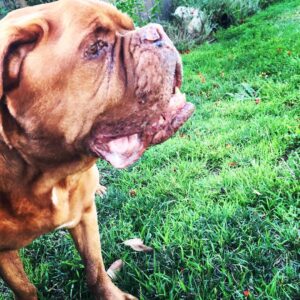 James Roday Rodriguez Instagram - Felíz #nationaldogday