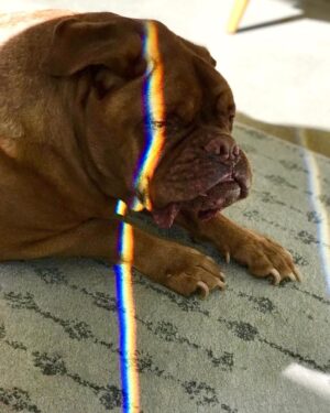 James Roday Rodriguez Instagram - Franc pride.  Photo credit: @lalamoyer