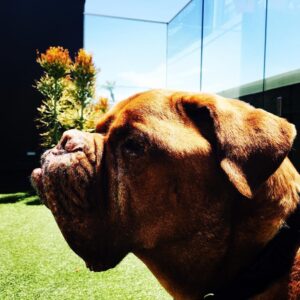 James Roday Rodriguez Instagram - Thanks for always being there, pal.  #nationaldogday