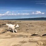 Jane Hall Instagram - Betty and the beach 🐶❤️