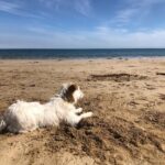 Jane Hall Instagram - Betty and the beach 🐶❤️