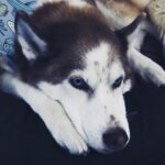Janet Varney Instagram - Finally feel ready to share that we had to say goodbye to our queen Whitley. She was often described by strangers as “the sweetest/most chill husky” they’d ever met. She made us laugh & she loved Jasper fiercely w/her whole heart. Thx @themisadventuresofpigpen for the last 2 dog park shots here.❤️💙💜