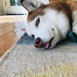 Janet Varney Instagram - Finally feel ready to share that we had to say goodbye to our queen Whitley. She was often described by strangers as “the sweetest/most chill husky” they’d ever met. She made us laugh & she loved Jasper fiercely w/her whole heart. Thx @themisadventuresofpigpen for the last 2 dog park shots here.❤️💙💜