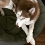 Janet Varney Instagram - Finally feel ready to share that we had to say goodbye to our queen Whitley. She was often described by strangers as “the sweetest/most chill husky” they’d ever met. She made us laugh & she loved Jasper fiercely w/her whole heart. Thx @themisadventuresofpigpen for the last 2 dog park shots here.❤️💙💜