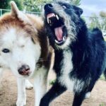 Janet Varney Instagram - Finally feel ready to share that we had to say goodbye to our queen Whitley. She was often described by strangers as “the sweetest/most chill husky” they’d ever met. She made us laugh & she loved Jasper fiercely w/her whole heart. Thx @themisadventuresofpigpen for the last 2 dog park shots here.❤️💙💜
