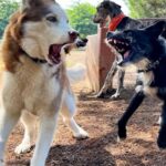 Janet Varney Instagram - Finally feel ready to share that we had to say goodbye to our queen Whitley. She was often described by strangers as “the sweetest/most chill husky” they’d ever met. She made us laugh & she loved Jasper fiercely w/her whole heart. Thx @themisadventuresofpigpen for the last 2 dog park shots here.❤️💙💜