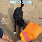 Janet Varney Instagram - Namaste #dog #dogatthebeach #yoga #beachyoga