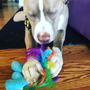 Jason Miller Instagram - Take a moment out and enjoy Bricktop noshing on his little pony.