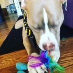 Jason Miller Instagram - Take a moment out and enjoy Bricktop noshing on his little pony. Mayhem Miller Industries, LLC