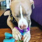 Jason Miller Instagram - Take a moment out and enjoy Bricktop noshing on his little pony. Mayhem Miller Industries, LLC