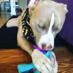 Jason Miller Instagram - Take a moment out and enjoy Bricktop noshing on his little pony. Mayhem Miller Industries, LLC