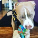 Jason Miller Instagram - Take a moment out and enjoy Bricktop noshing on his little pony. Mayhem Miller Industries, LLC