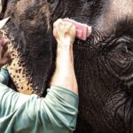 Jasper Pääkkönen Instagram – Bathing my new amigos at @elephantrescuepark in northern Thailand. These elephants are rescued from the logging industry, riding camps, circuses and other poor conditions. 📷: @real_rastivo #happyelephant #dumbo