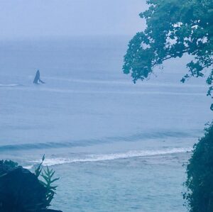 Jay Ryan Instagram - See the Whale 🐋 Be the Whale 
Only In Niue - Rock of Polynesia 🌴 
#StoneVillasNiue #HioCafe #Magafaoua