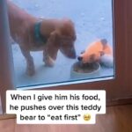 Jay Shetty Instagram - Leave a ❤️ below for this👇 Making sure everyone gets their share 🥺😂 via gideonthedachshound on tiktok