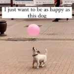 Jay Shetty Instagram - Tag someone that needs to see this👇😂 I wish this type of happiness for every one of you ❤️ via @nikanickelodeon