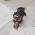 Jeff Blim Instagram - Happy Holidays. Here’s a chew toy.