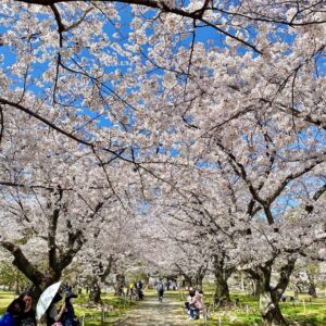 Jeffrey Cobb Instagram - I’ve made a conscious effort to explore and learn more of this wonderful country, more so because this is where my grandmother is from. The years of coming here and just seeing venues and hotel rooms aren’t going to cut it anymore, we must stop and smell the roses and appreciate all the experiences we are offered. #JeffCobb #Japan #ExploreMore #Onsen #Fukuoka #Saga #Sakura