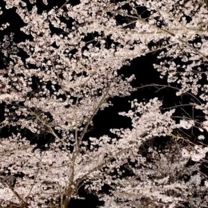 Jeffrey Cobb Instagram - I’ve made a conscious effort to explore and learn more of this wonderful country, more so because this is where my grandmother is from. The years of coming here and just seeing venues and hotel rooms aren’t going to cut it anymore, we must stop and smell the roses and appreciate all the experiences we are offered. #JeffCobb #Japan #ExploreMore #Onsen #Fukuoka #Saga #Sakura