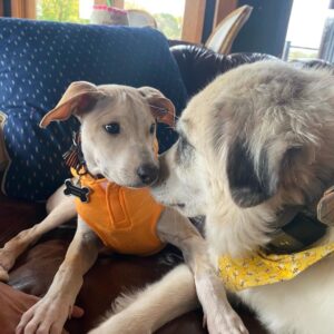 Jeffrey Dean Morgan Instagram - Well, we got our little Irwin, the three legged wonder dog today! He’s been embraced by ALL. Even bandit and honeydog are over the moon. Thank you so much to Chrissy and the rest at @thesatoproject, the work you do is amazing. Little Irwin is gonna have one hell of a life. We promise. Xxx