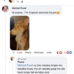 Jelai Andres Instagram - Sabi ko na nga ba hindi kita dapat binilhan ng cp eh! @popoythepogi (swipe left) #Popoy #RescueDog #PopoythePogi