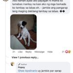Jelai Andres Instagram - Sabi ko na nga ba hindi kita dapat binilhan ng cp eh! @popoythepogi (swipe left) #Popoy #RescueDog #PopoythePogi
