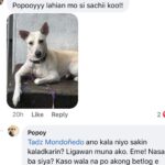 Jelai Andres Instagram - Sabi ko na nga ba hindi kita dapat binilhan ng cp eh! @popoythepogi (swipe left) #Popoy #RescueDog #PopoythePogi