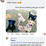 Jelai Andres Instagram - Sabi ko na nga ba hindi kita dapat binilhan ng cp eh! @popoythepogi (swipe left) #Popoy #RescueDog #PopoythePogi