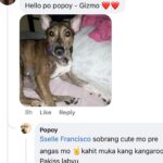 Jelai Andres Instagram - Sabi ko na nga ba hindi kita dapat binilhan ng cp eh! @popoythepogi (swipe left) #Popoy #RescueDog #PopoythePogi
