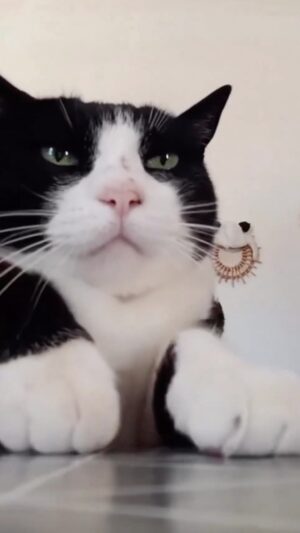 Jennifer Garner Instagram - Friday.😸
.
Thank you for this cat, internet. 😻